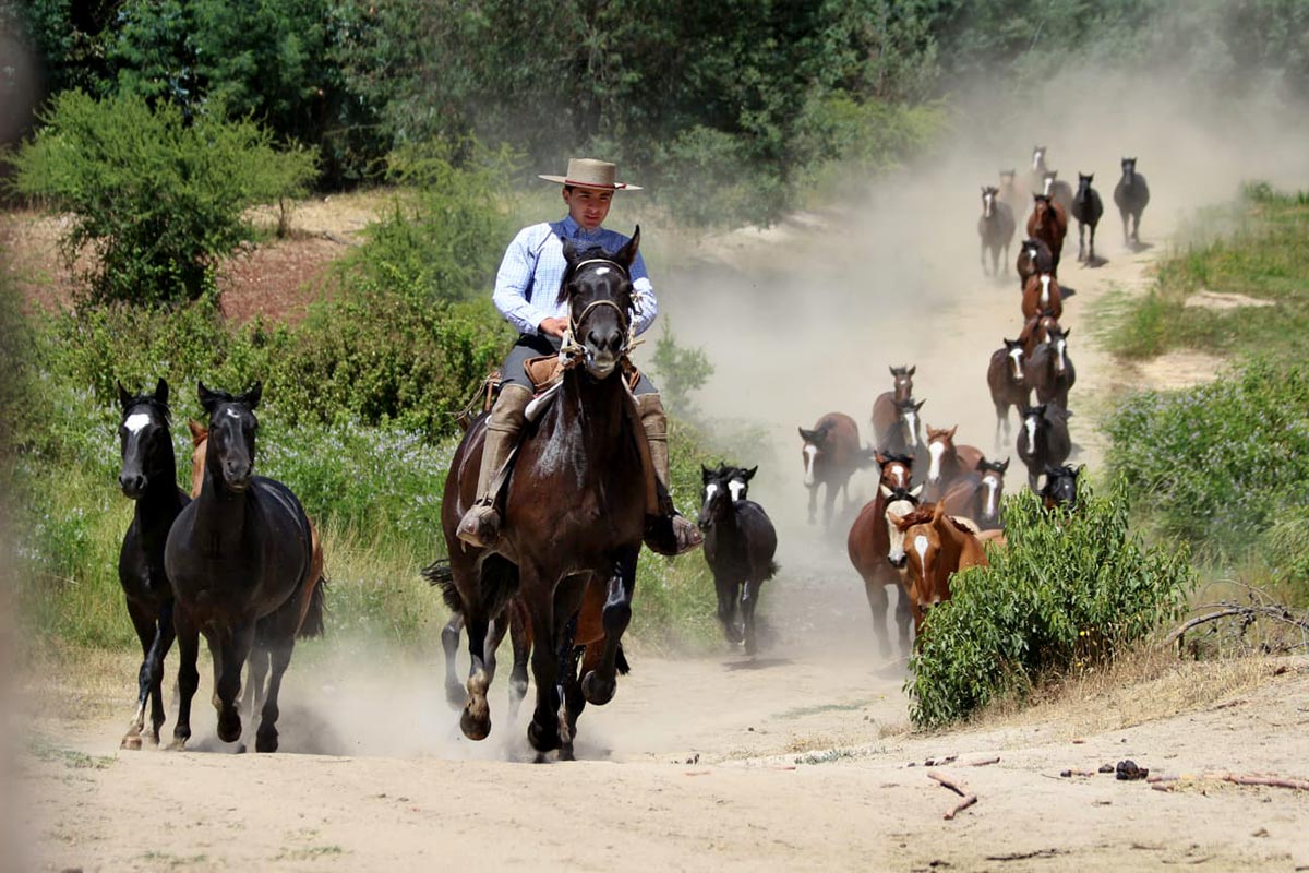 La Ruta del Caballo Chileno por Sudamérica (I). Argentina