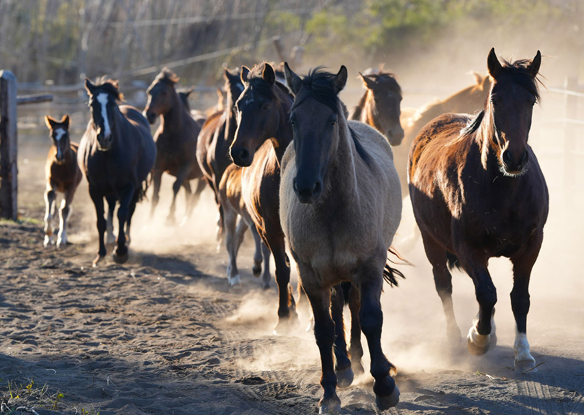 ¡Participa! Feria del Caballo Chileno Santiago 2026 busca su logo oficial