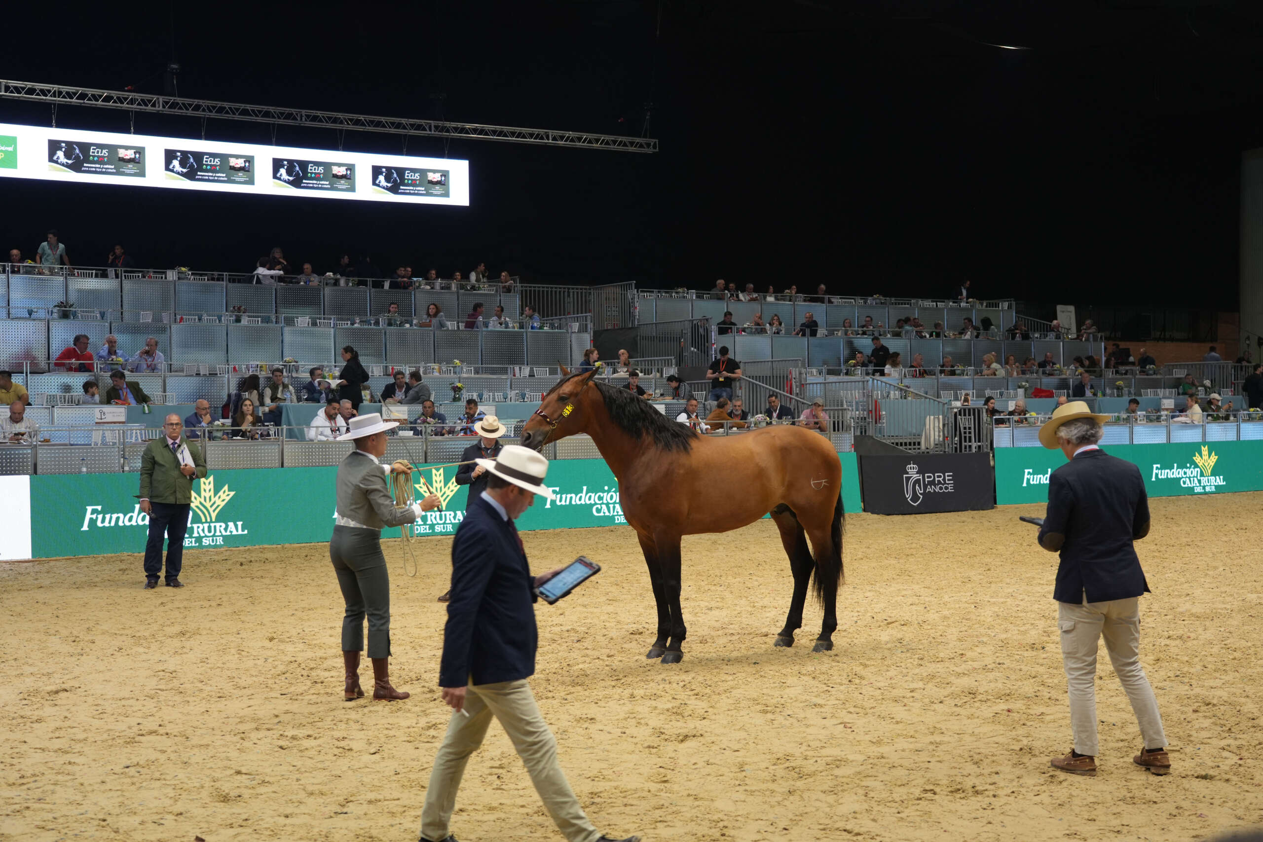 Actualización 2026 del Manual de Juzgamiento del PRE de Morfología