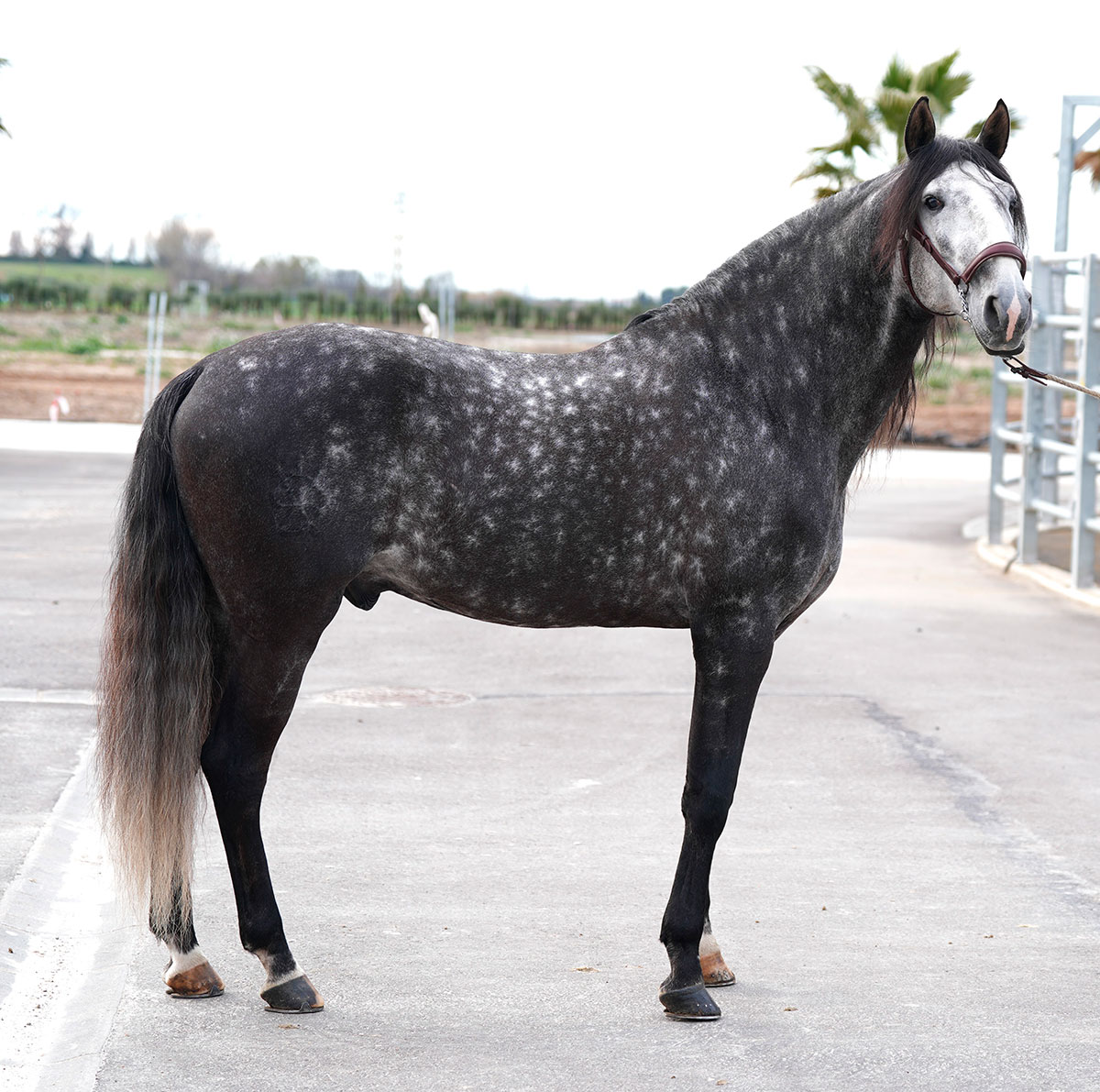 Príncipe Sol, el Lusitano “Aragonés” que cautivó al Campeón Mundial de Equitación de Trabajo
