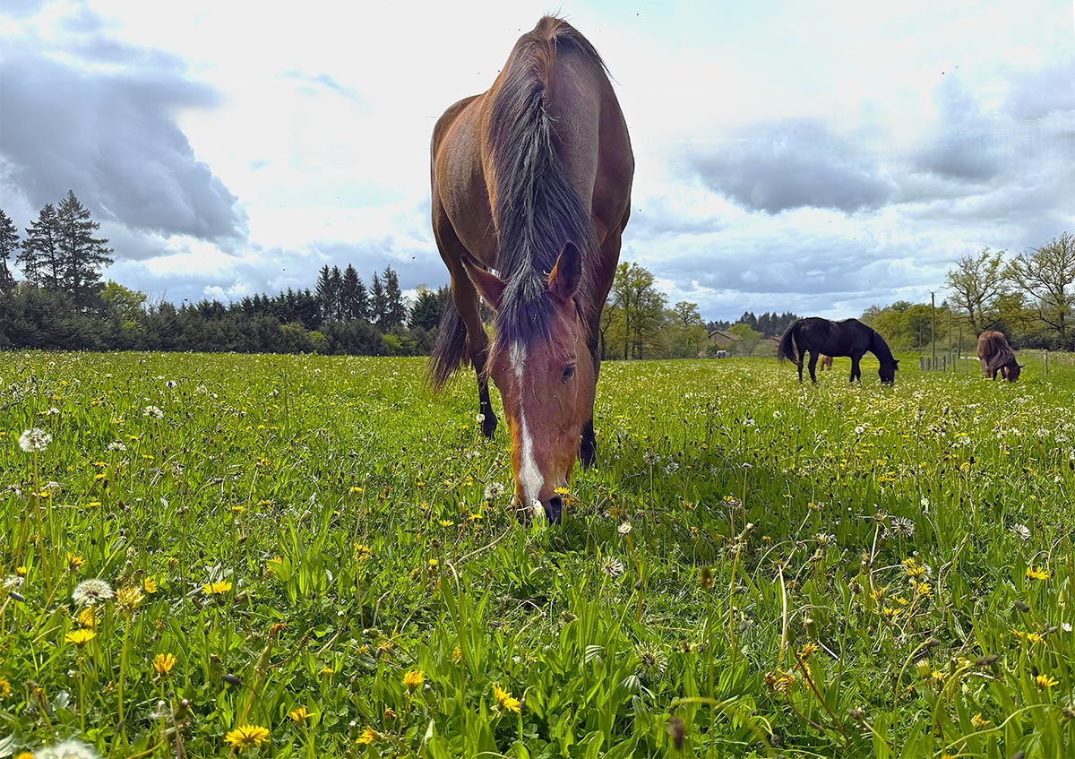 Limousin: un paraíso ecuestre entre verdes praderas, caballos en semilibertad y castillos históricos