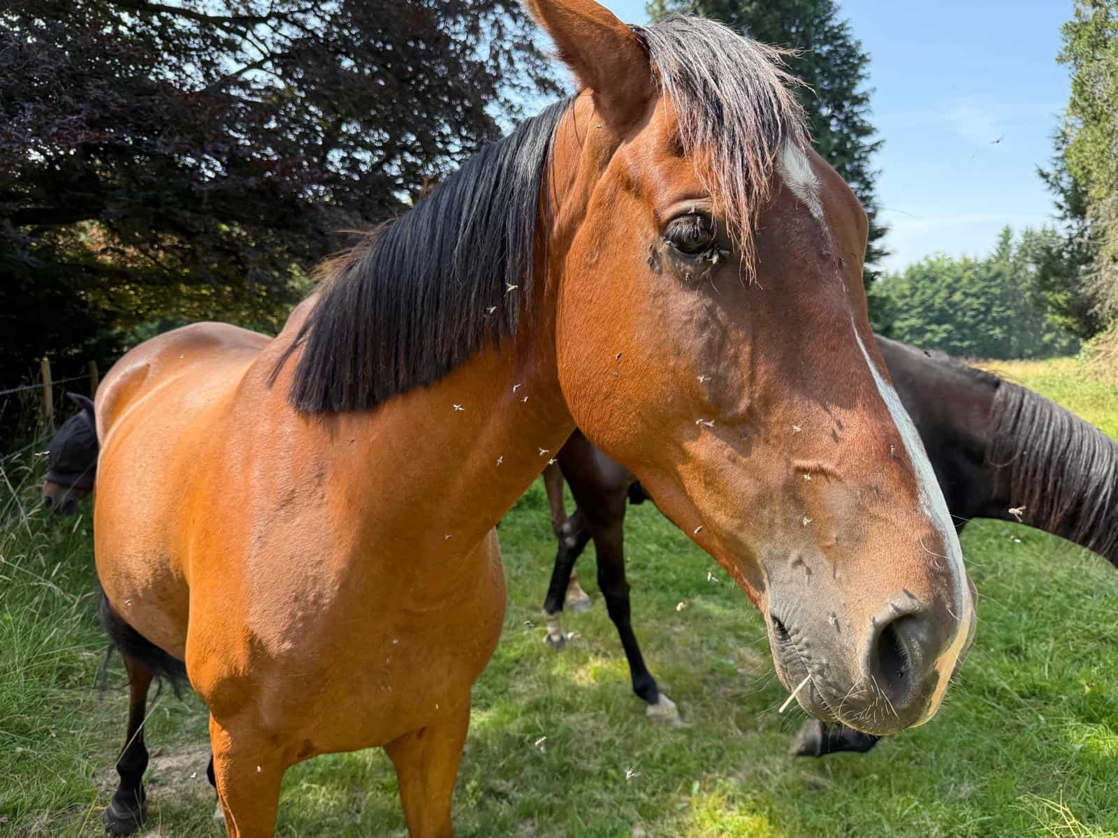 Verano y moscas: Cuidemos los caballos