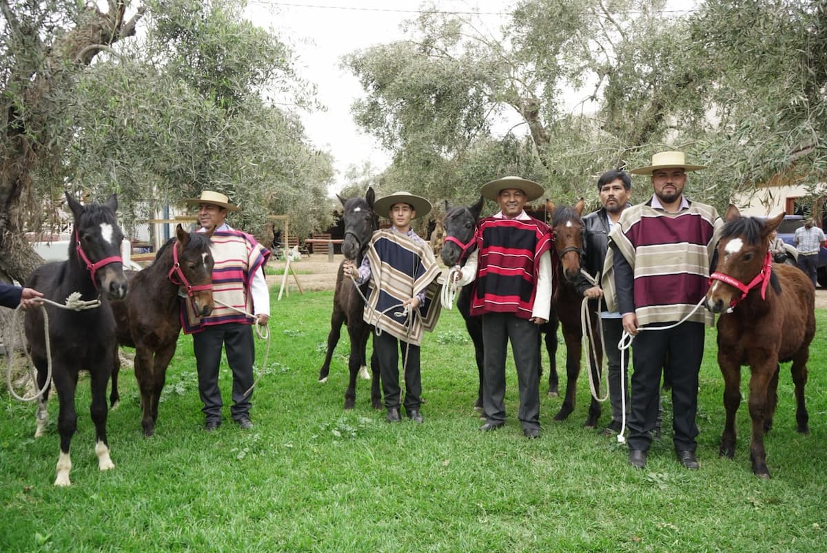 Un hito histórico en la conservación del caballo de Raza Chilena