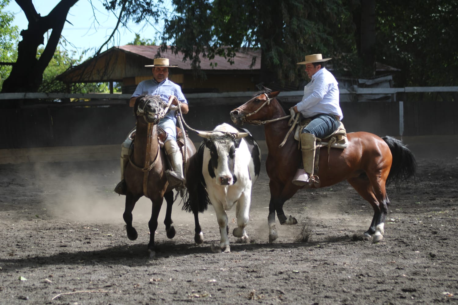 Visita al criadero On Teo, Chillán