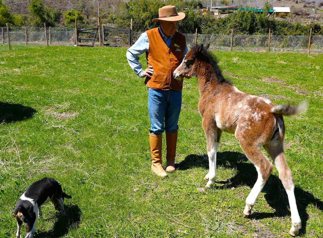 Nace la Raza Venusiana: el sueño de Francisco Correa de crear caballos para mujeres