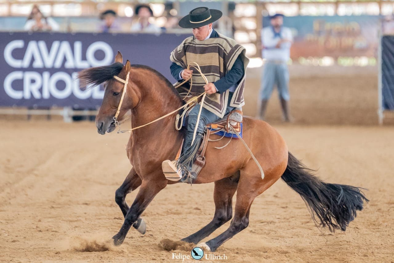 Rodrigo Toloza Cid, Yumbel y el renacer del Caballo de Raza Chileno