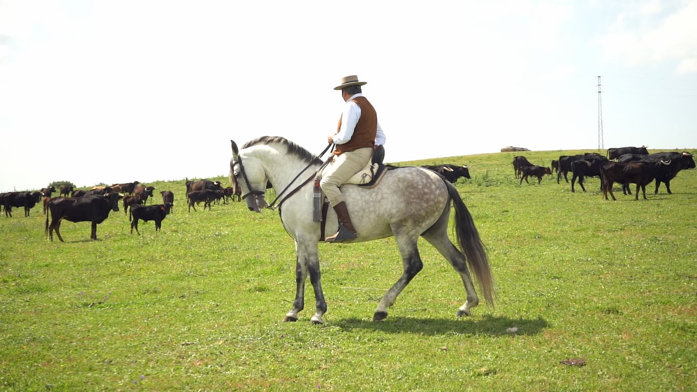 Carlos Bohórquez Domecq: “Es el momento de dar un paso adelante en ANCCE”