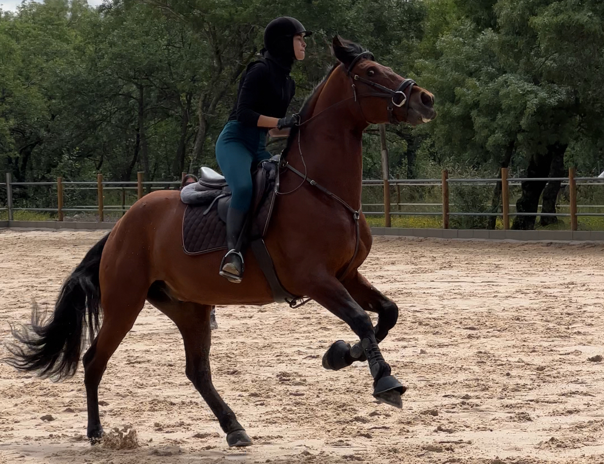 Amal Rehouni : la amazona que eligió salvar a su caballo cuando todos le dijeron que no valía