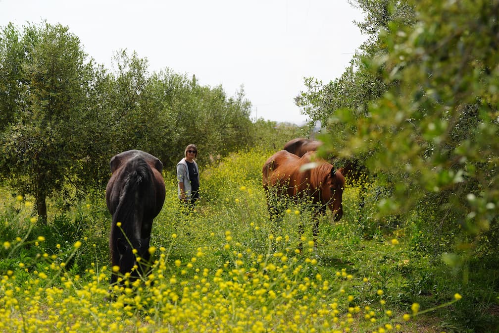 Equi Lliure: donde el caballo vuelve a ser caballo