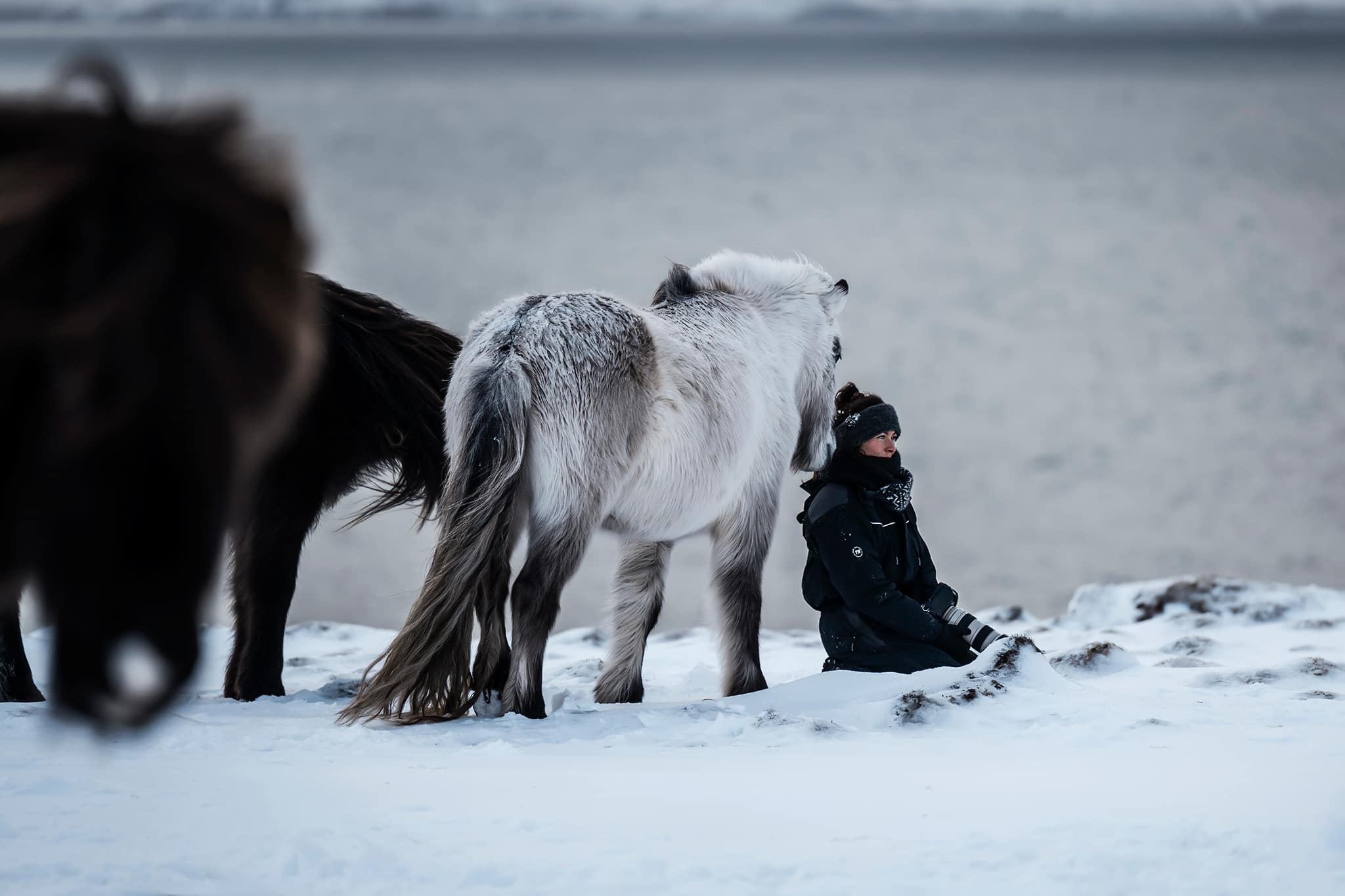 Lina: and the Soul of the Icelandic Horse
