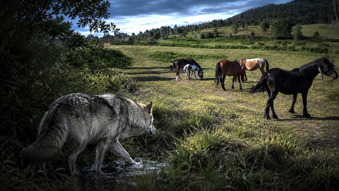 Lobos y caballos: la crisis de Pontevedra