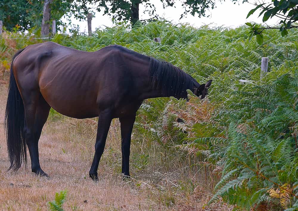 Envenenamiento en los caballos: un peligro silencioso que comienza en el prado