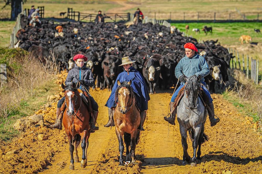 Marcelo Moglia y el sueño de Cala Bassa: criar el caballo Criollo perfecto y transmitir una historia a sus hijos